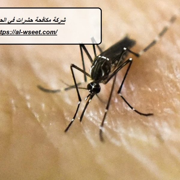 شركة مكافحة حشرات في الحيل