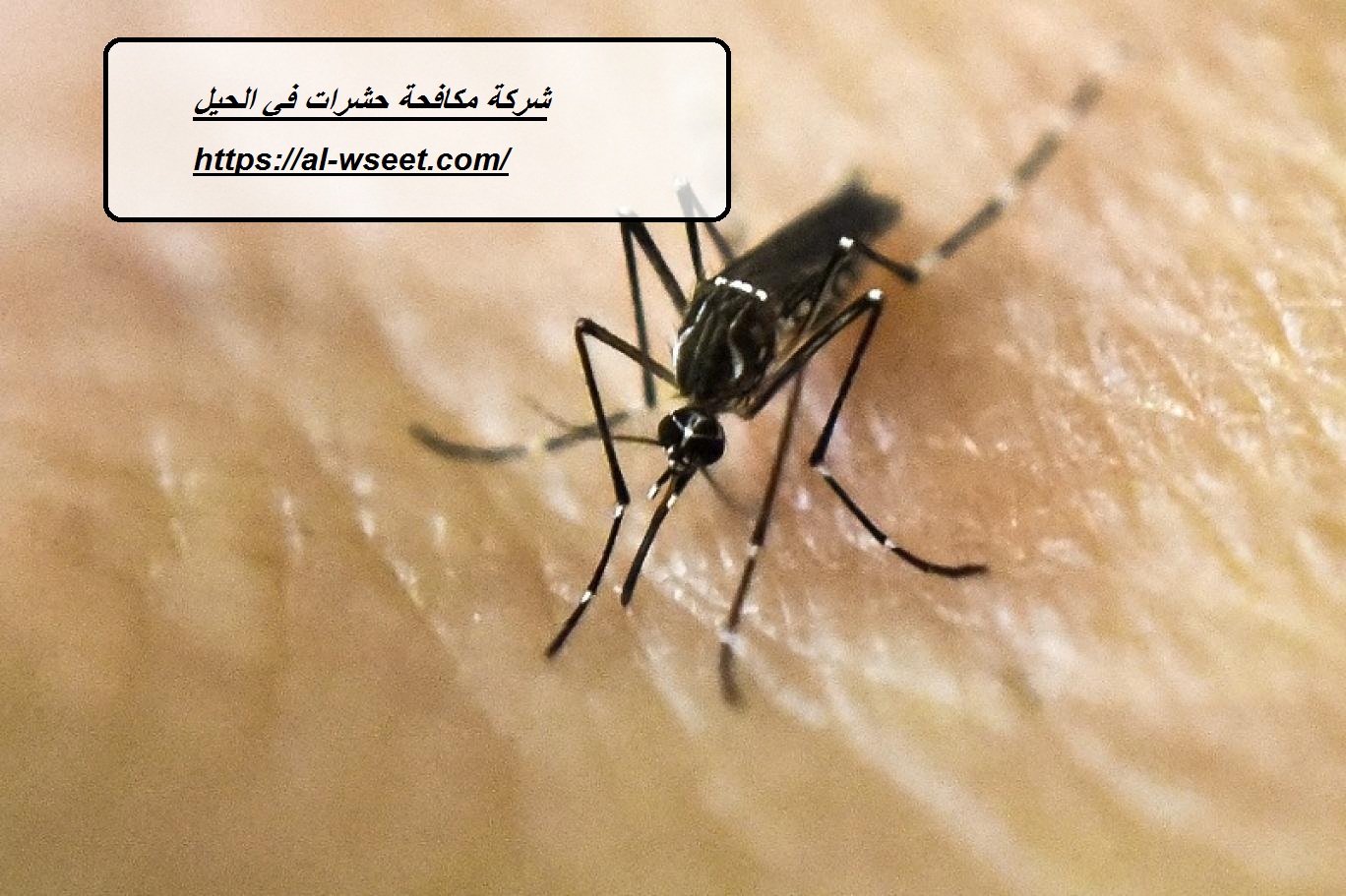 شركة مكافحة حشرات في الحيل