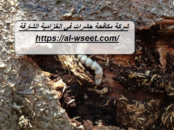 شركة مكافحة حشرات في الخزامية الشارقة