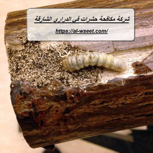 شركة مكافحة حشرات في الدراري الشارقة