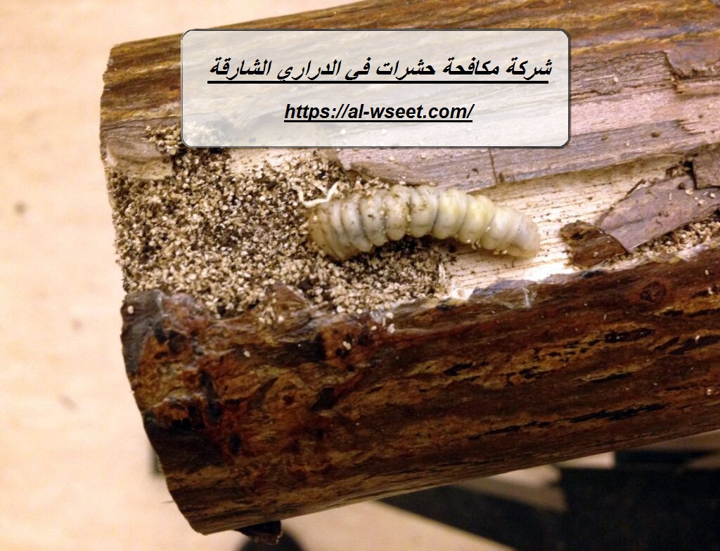 شركة مكافحة حشرات في الدراري الشارقة