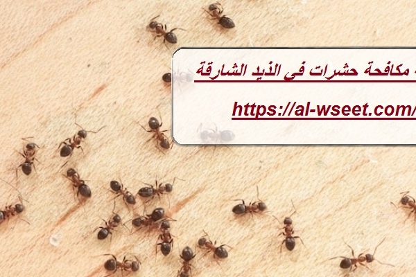 شركة مكافحة حشرات في الذيد
