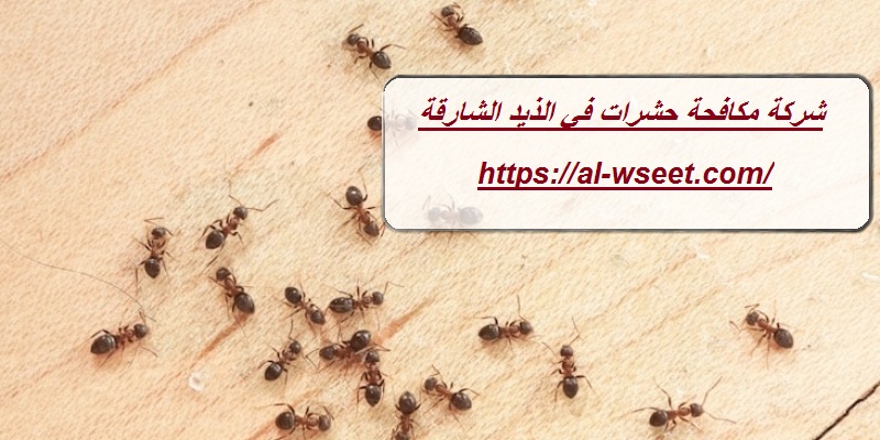 شركة مكافحة حشرات في الذيد