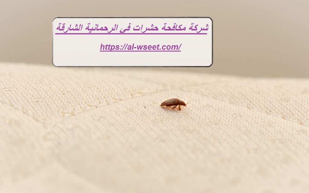 شركة مكافحة حشرات في الرحمانية الشارقة