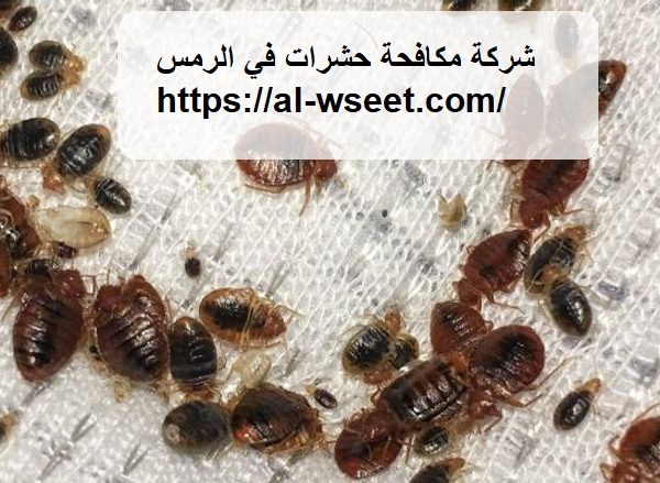 شركة مكافحة حشرات في الرمس
