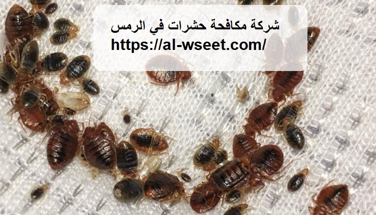 شركة مكافحة حشرات في الرمس