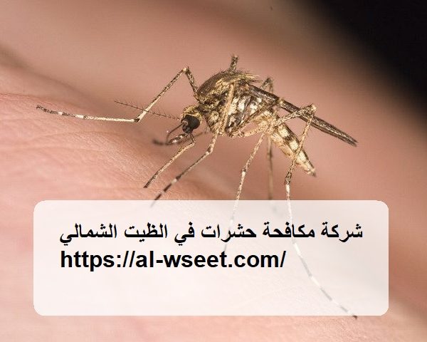 شركة مكافحة حشرات في الظيت الشمالي