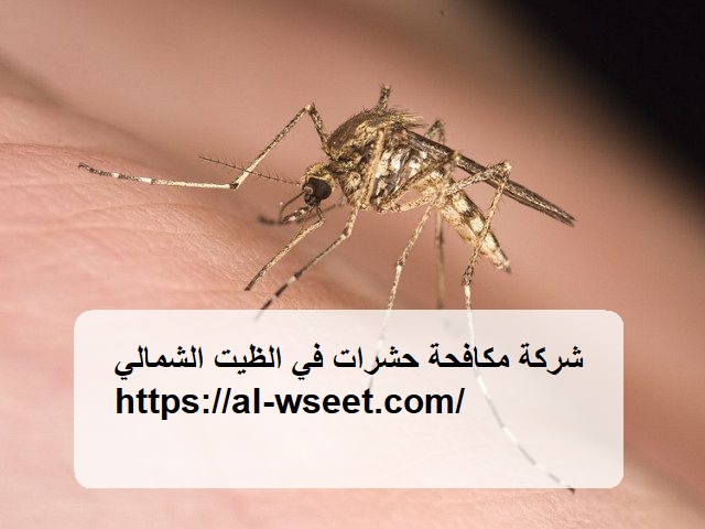 شركة مكافحة حشرات في الظيت الشمالي