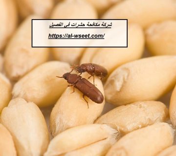 شركة مكافحة حشرات في الفصيل