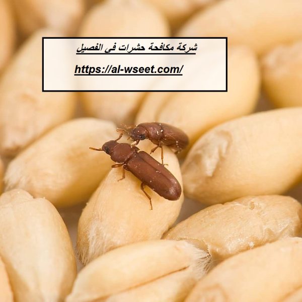 شركة مكافحة حشرات في الفصيل