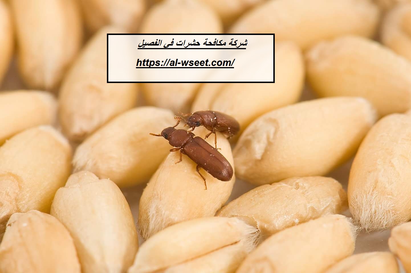 شركة مكافحة حشرات في الفصيل