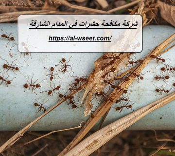 شركة مكافحة حشرات في المدام الشارقة