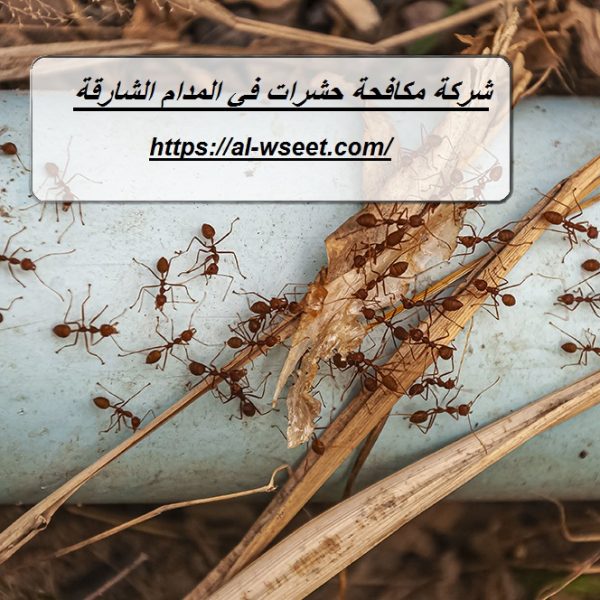 شركة مكافحة حشرات في المدام الشارقة
