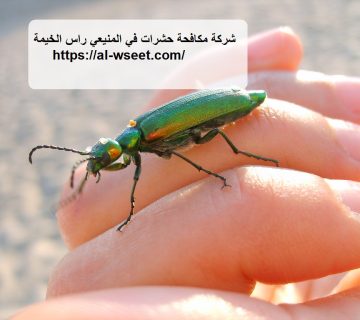 شركة مكافحة حشرات في المنيعي راس الخيمة