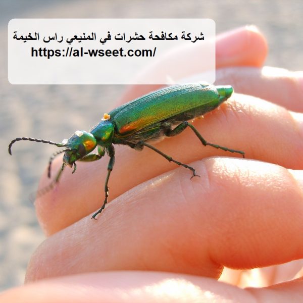 شركة مكافحة حشرات في المنيعي راس الخيمة