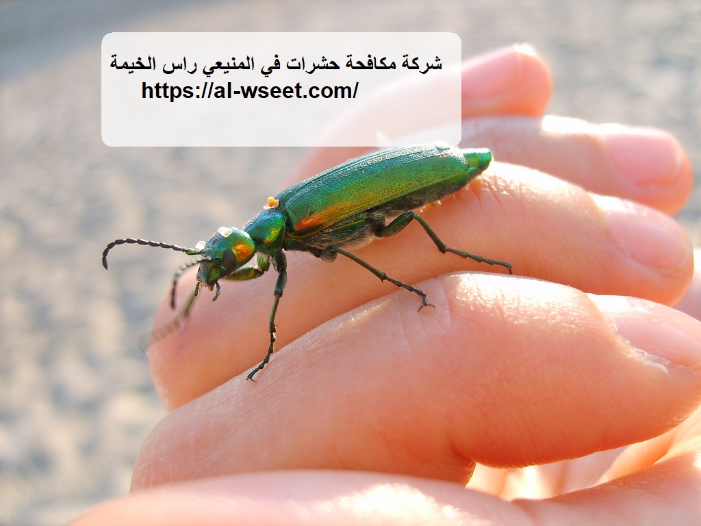 شركة مكافحة حشرات في المنيعي راس الخيمة