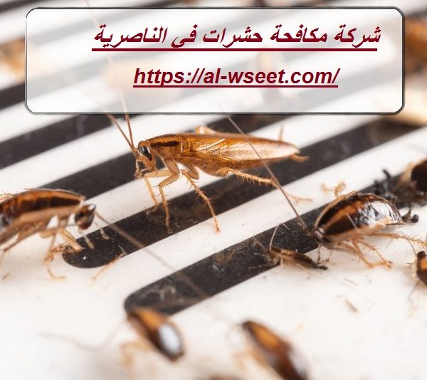شركة مكافحة حشرات في الناصرية