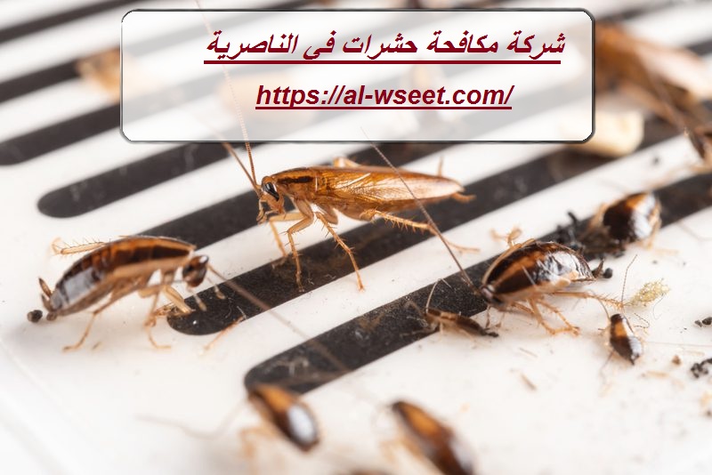شركة مكافحة حشرات في الناصرية