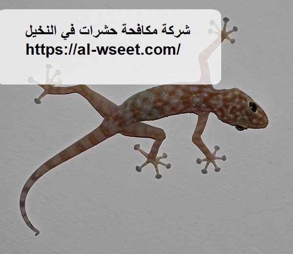 شركة مكافحة حشرات في النخيل