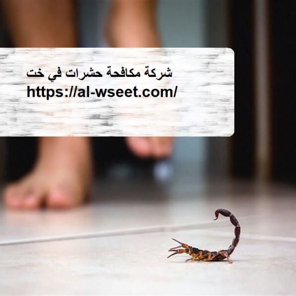 شركة مكافحة حشرات في خت