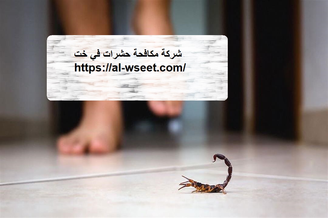 شركة مكافحة حشرات في خت