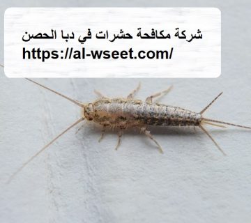 شركة مكافحة حشرات في دبا الحصن