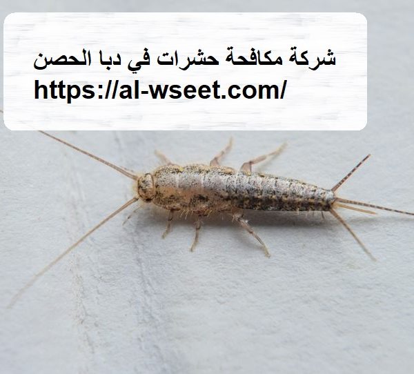 شركة مكافحة حشرات في دبا الحصن