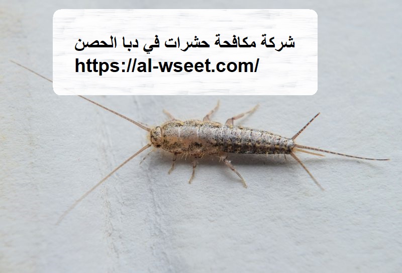 شركة مكافحة حشرات في دبا الحصن