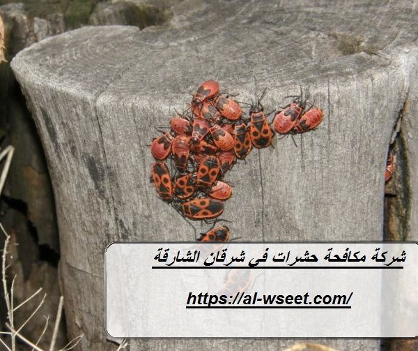 شركة مكافحة حشرات في شرقان الشارقة