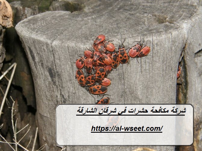 شركة مكافحة حشرات في شرقان الشارقة