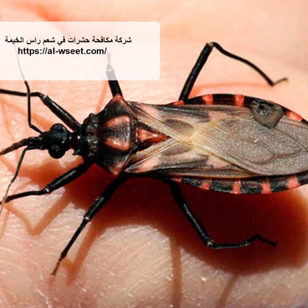 شركة مكافحة حشرات في شعم راس الخيمة