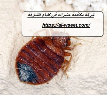 شركة مكافحة حشرات في كلباء الشارقة