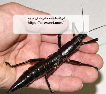 شركة مكافحة حشرات في مربح