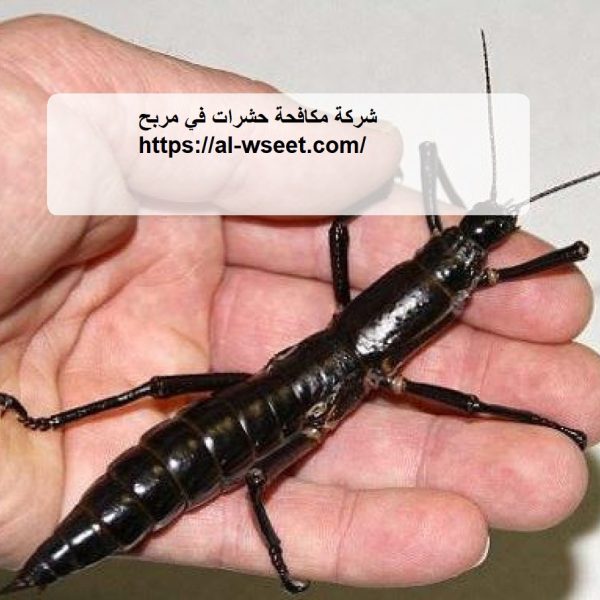 شركة مكافحة حشرات في مربح