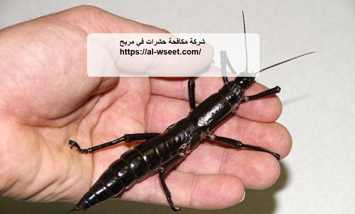 شركة مكافحة حشرات في مربح