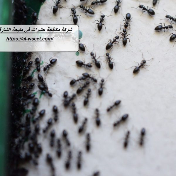 شركة مكافحة حشرات في مليحة الشارقة