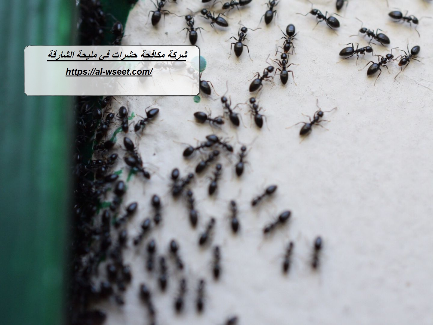 شركة مكافحة حشرات في مليحة الشارقة