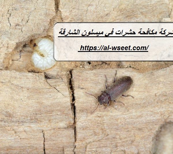 شركة مكافحة حشرات في ميسلون الشارقة