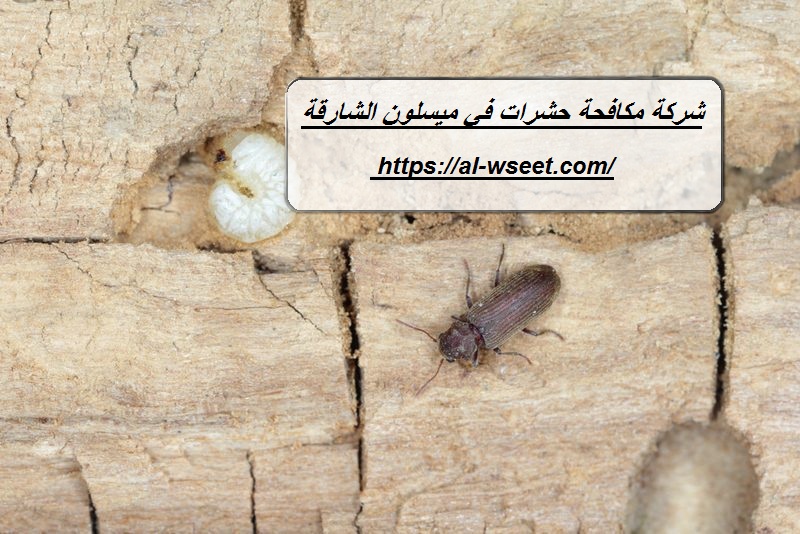 شركة مكافحة حشرات في ميسلون الشارقة