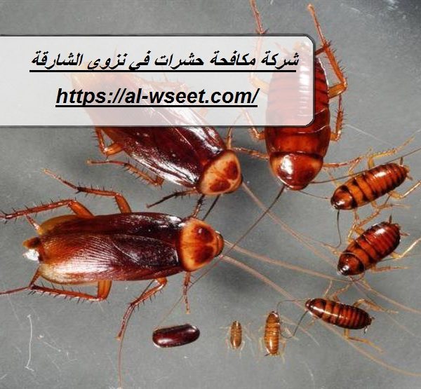 شركة مكافحة حشرات في نزوي الشارقة