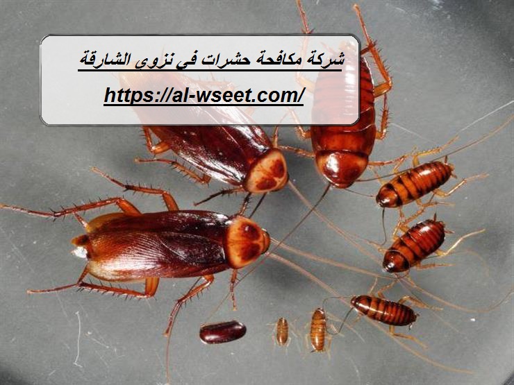 شركة مكافحة حشرات في نزوي الشارقة